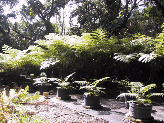 10 gallon Tree Ferns