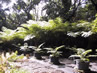 Tree Fern 10 gallon